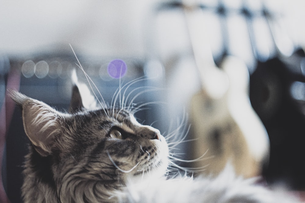 close-up photo of brown tabby cat