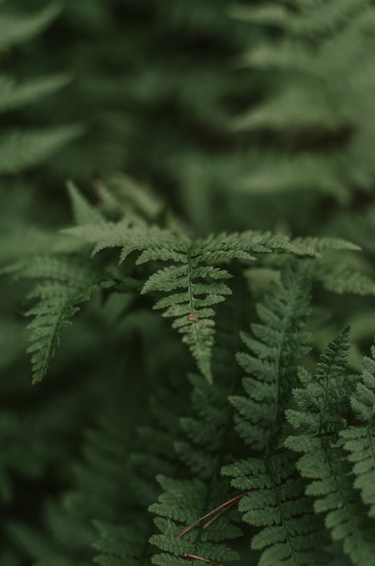 green ferns in Salacgrīva Latvia