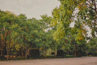 A peaceful view of Ostrander Park’s lush trees and walking paths bathed in soft sunlight.