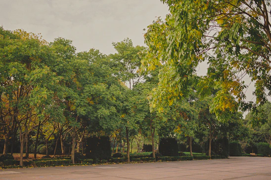 A peaceful view of Ostrander Park’s lush trees and walking paths bathed in soft sunlight.