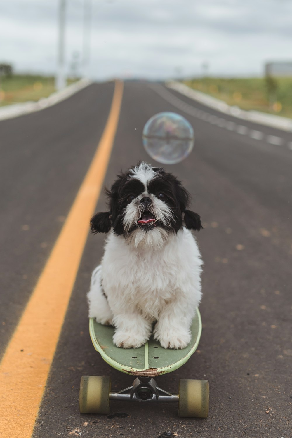 adult white and black shih tzu on the skateboard