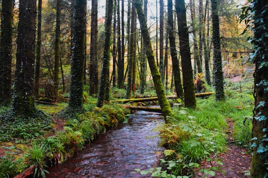 river surrounded with trees in Bretagne France