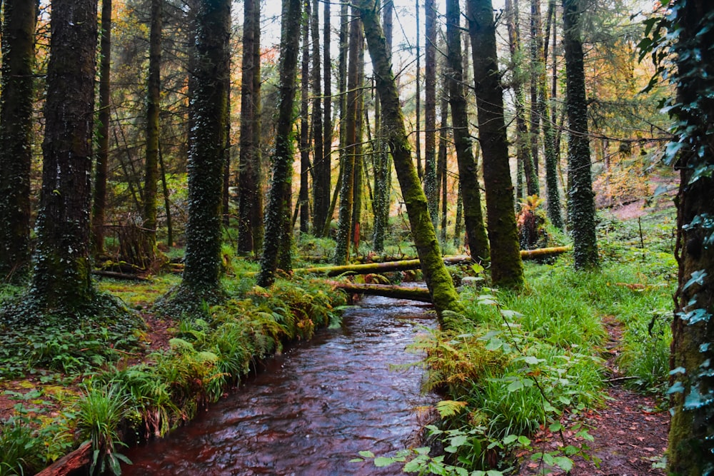 river surrounded with trees