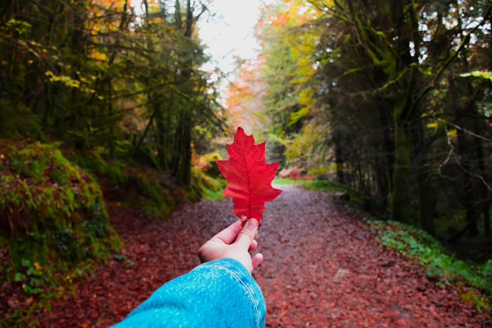 red leaf