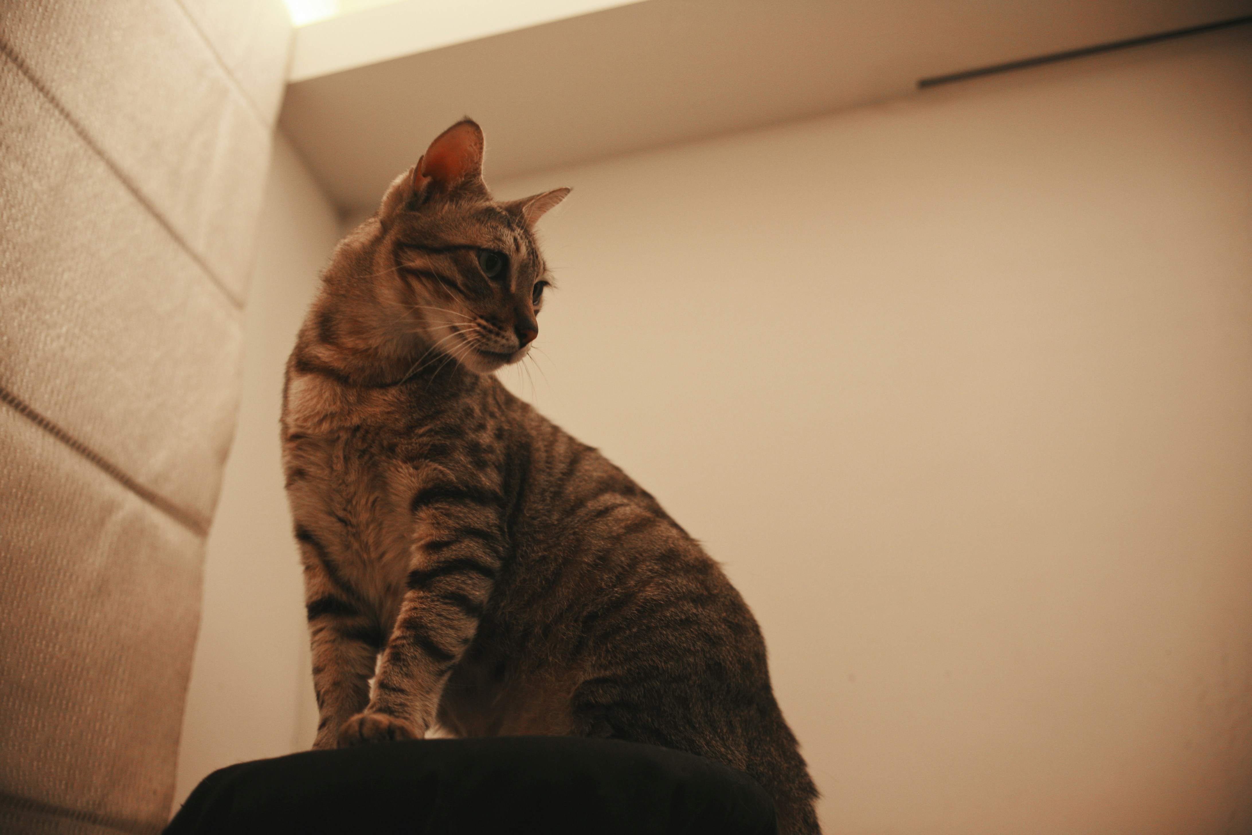 The Enduring Magic of Height (image credits: unsplash)