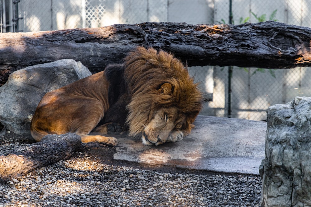 shallow focus photo of brown lion