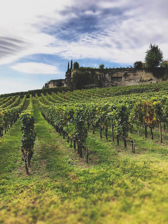 green plants under cloudy sky in Saint-Émilion France