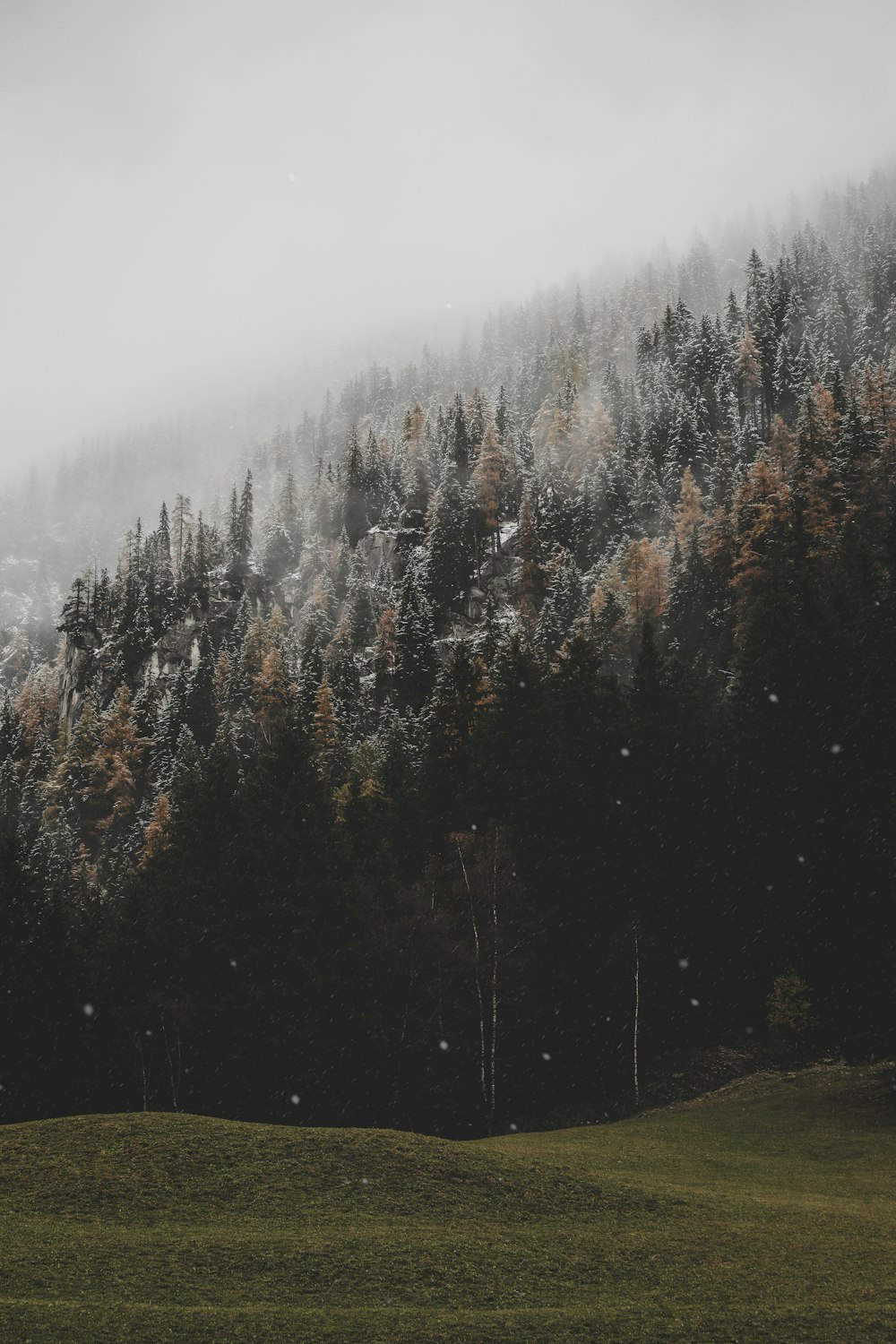 green trees covered with fogs during daytime