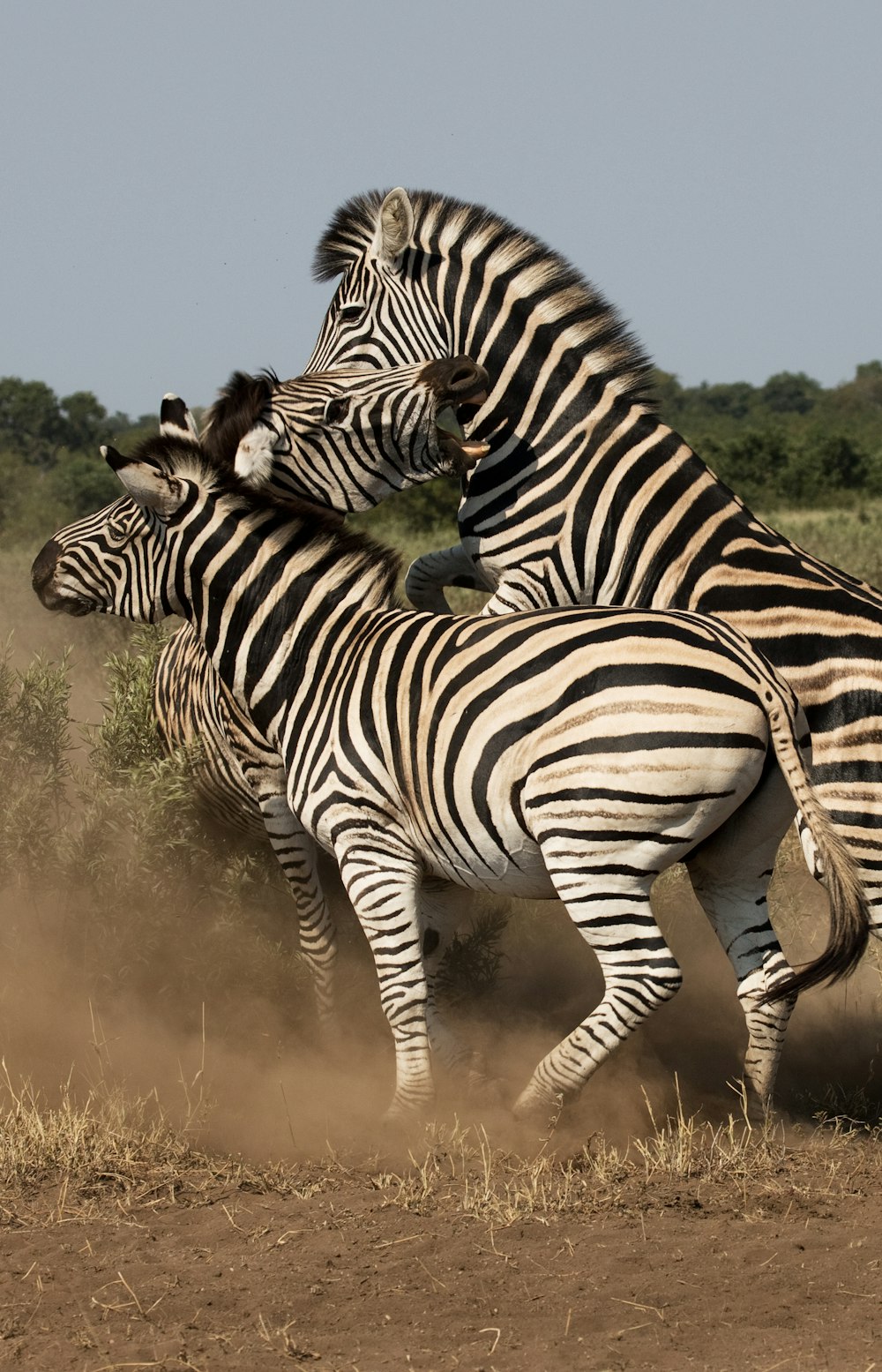 three black-and-white zebras