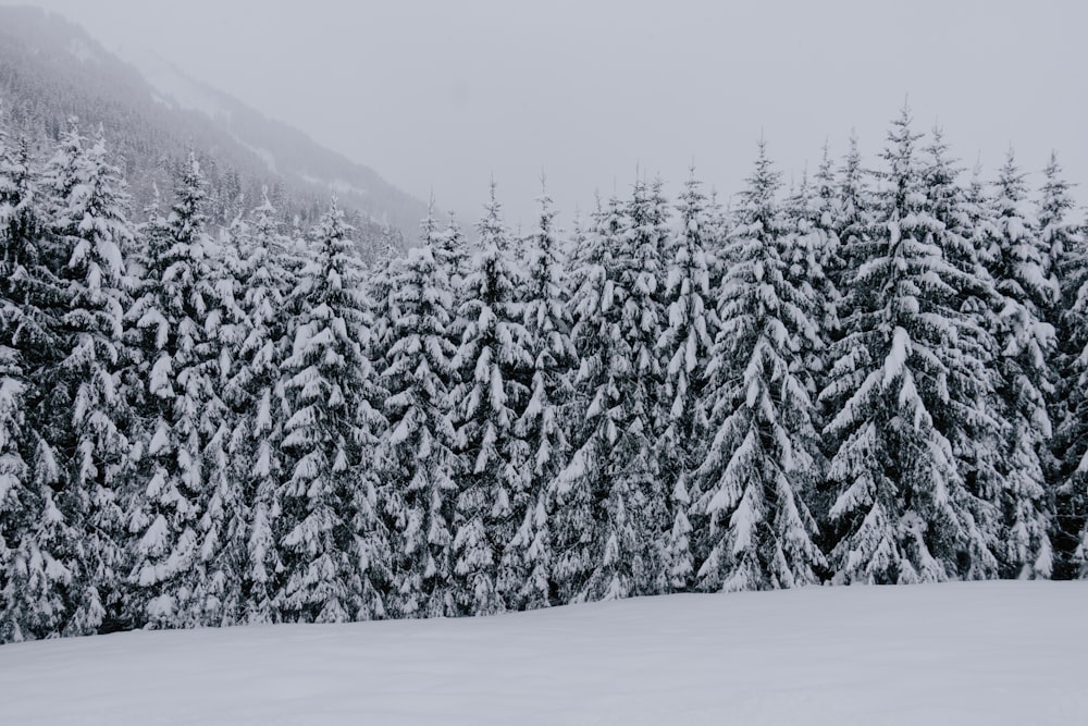 trees covered with snow during daytime