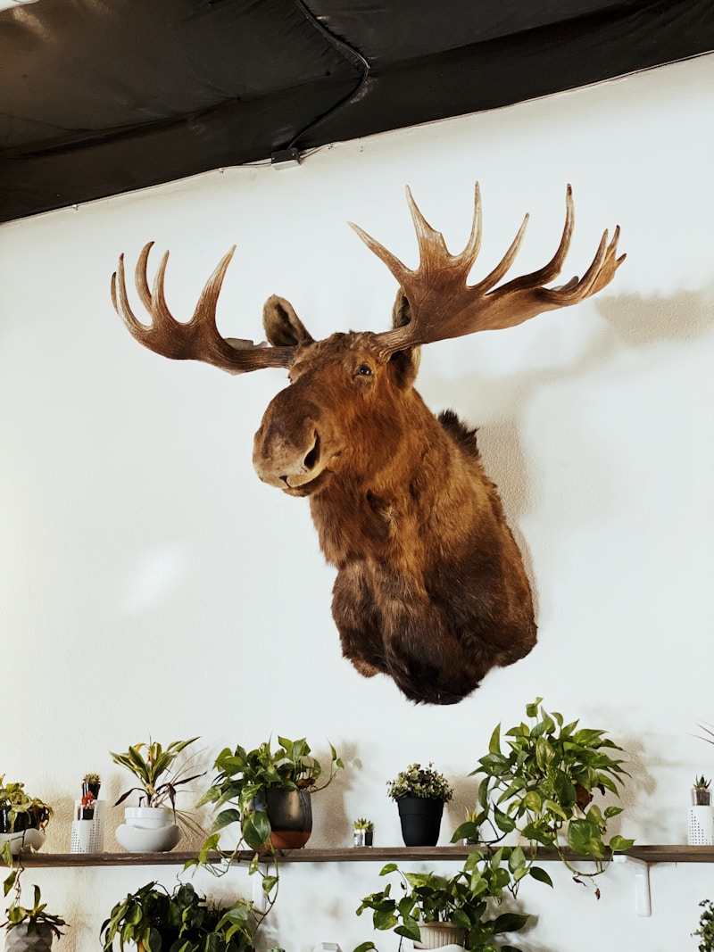 Taxidermiste