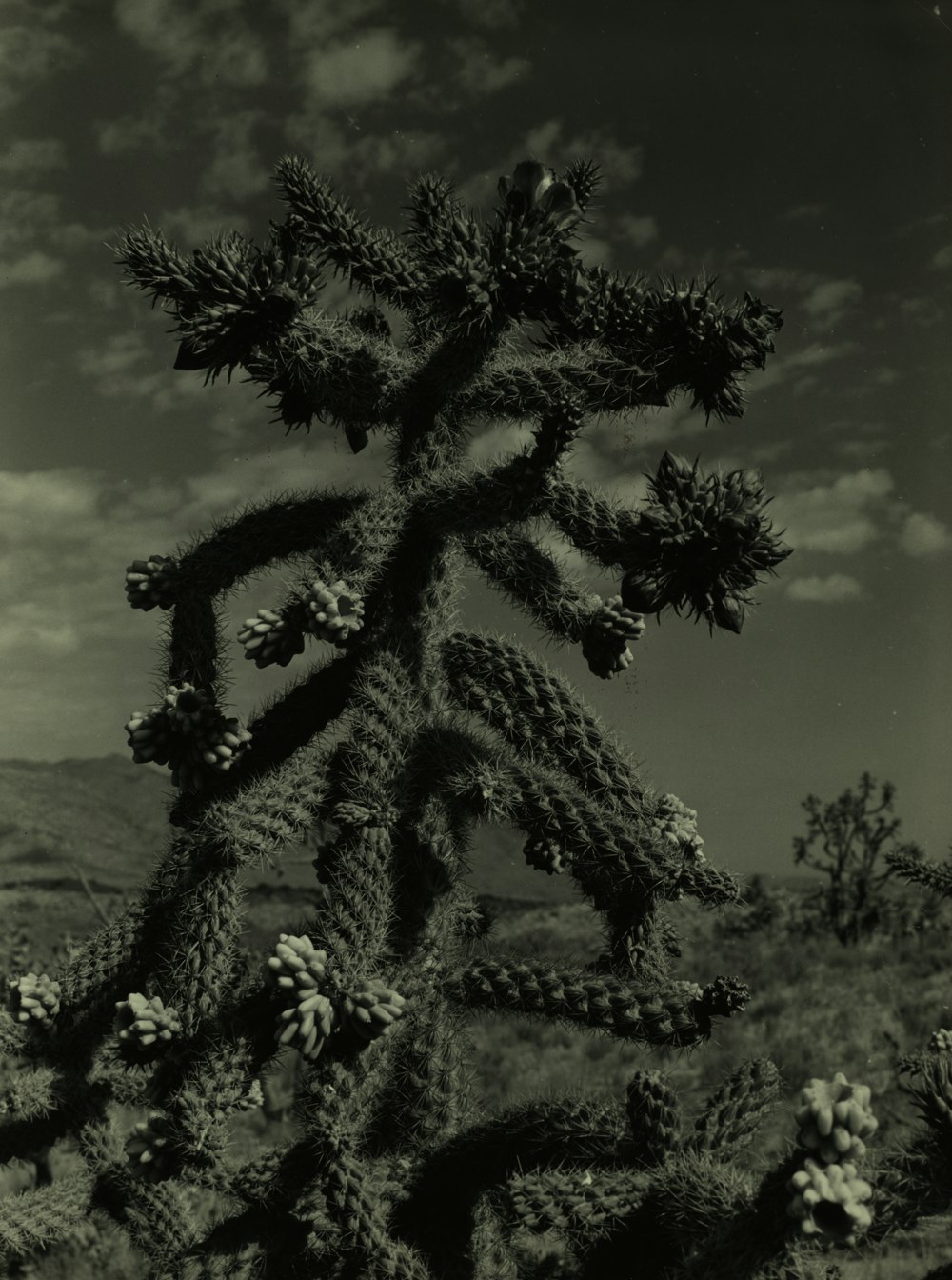 grayscale photography of plants