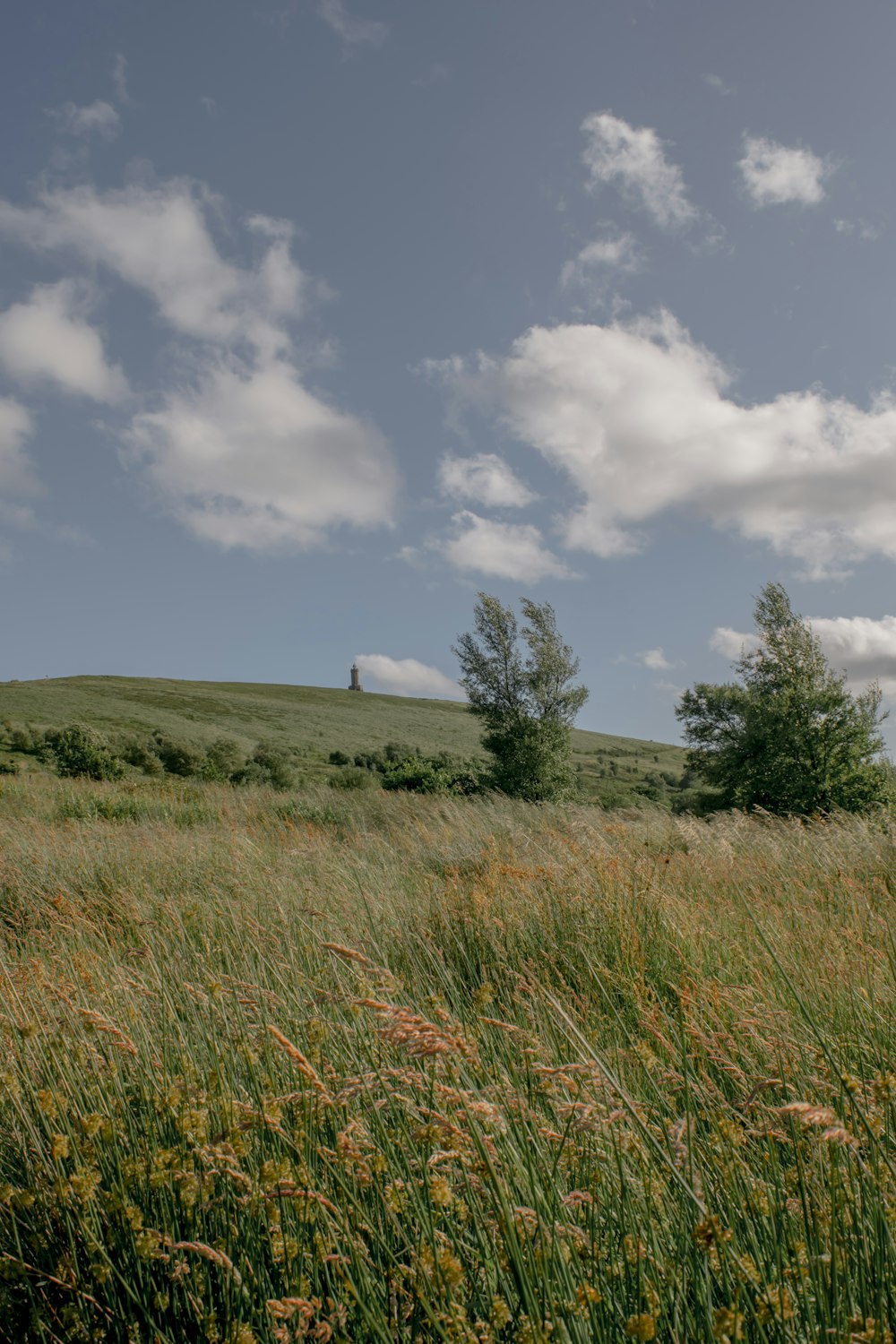 green field under blue sky