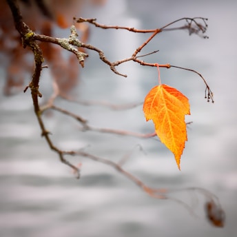 orange leaf