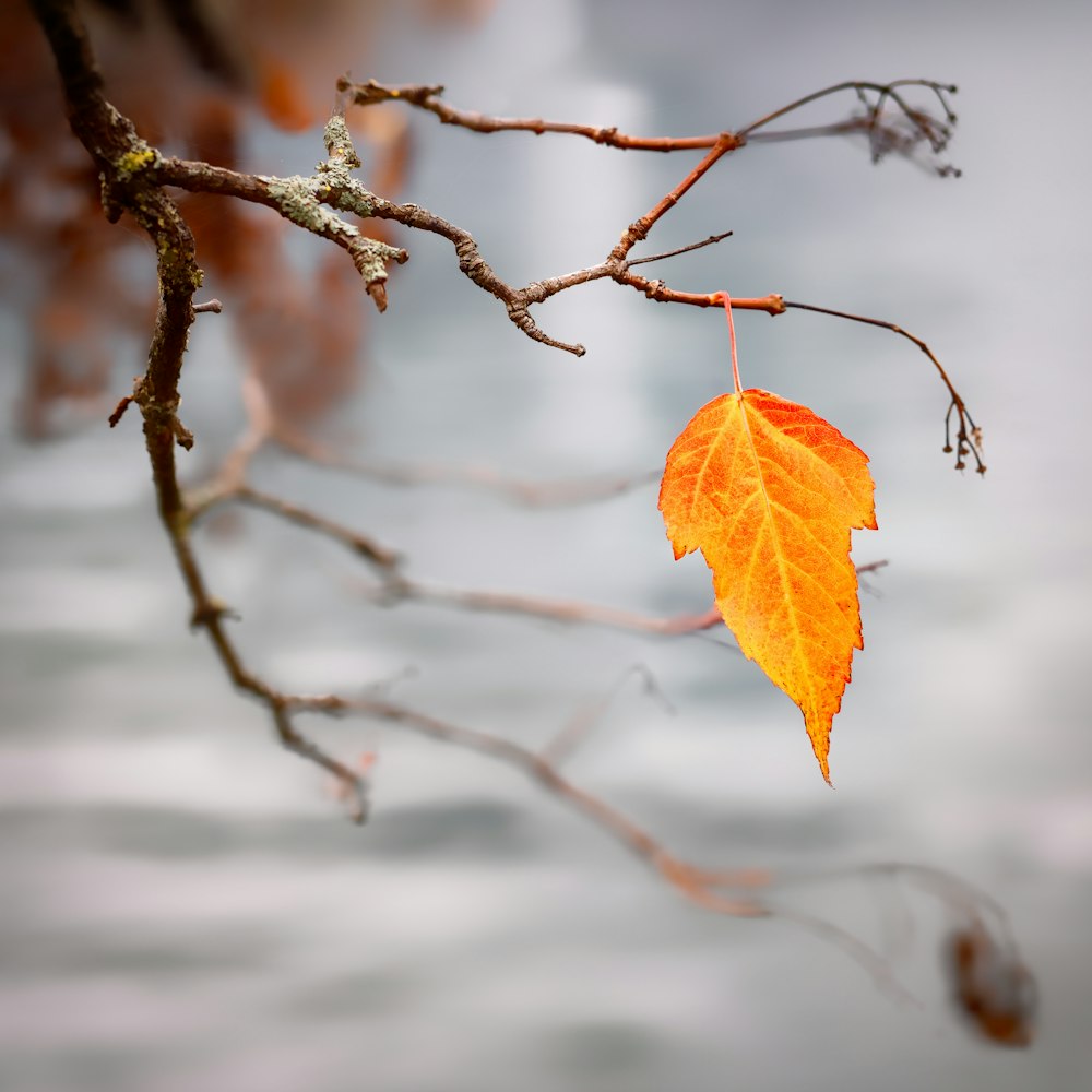 orangefarbenes Blatt