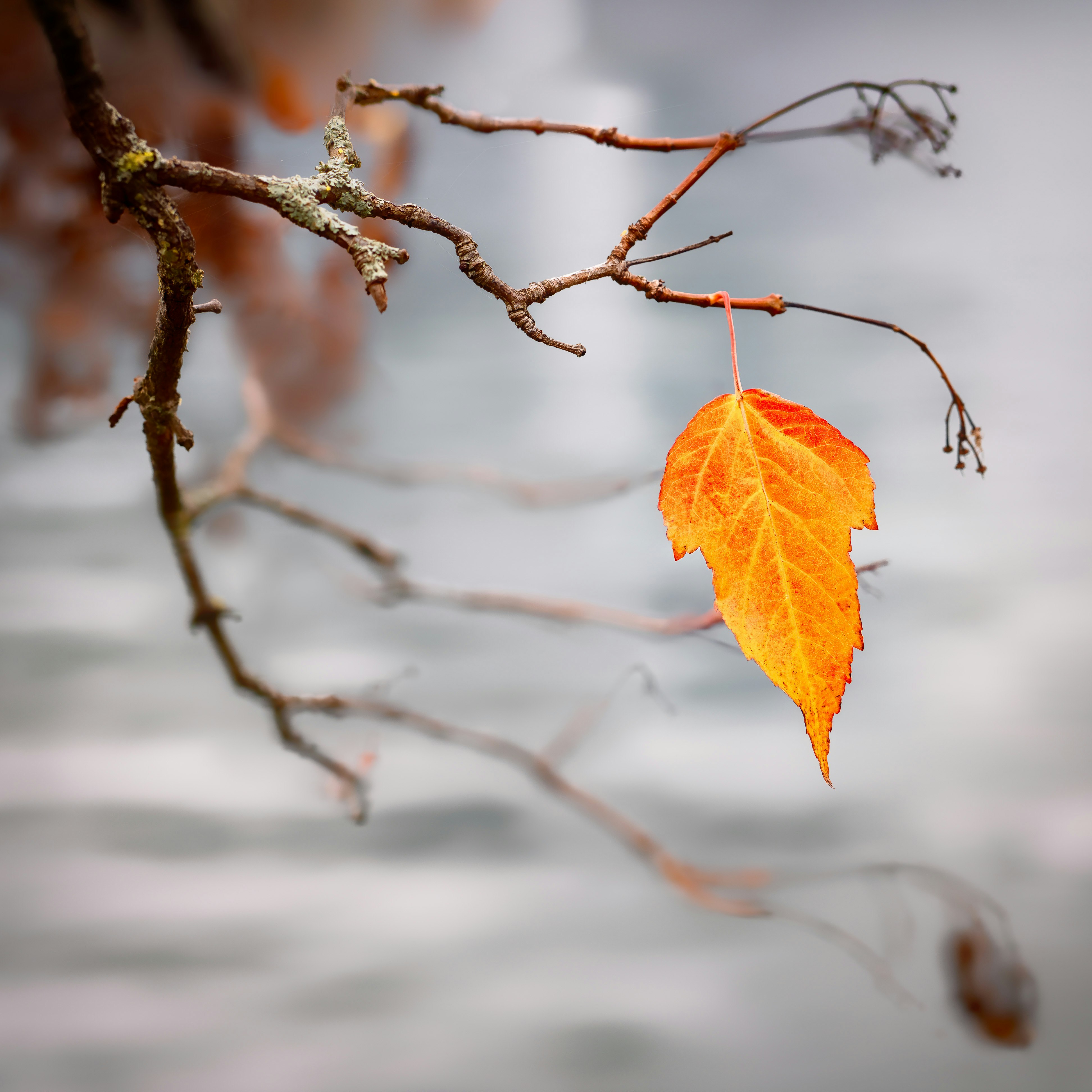 orange leaf