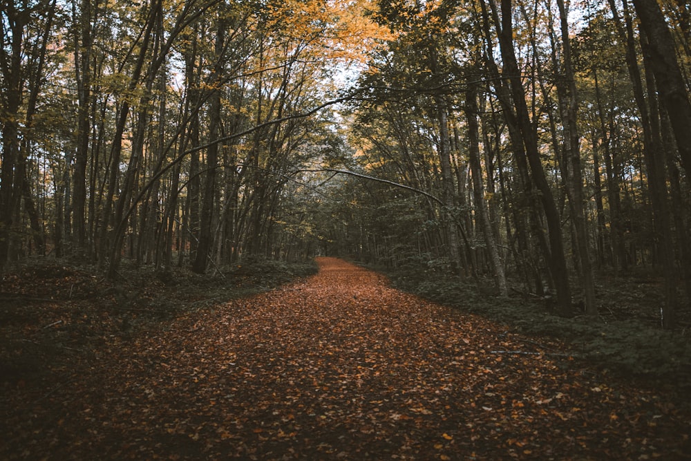 sentiero circondato da alberi