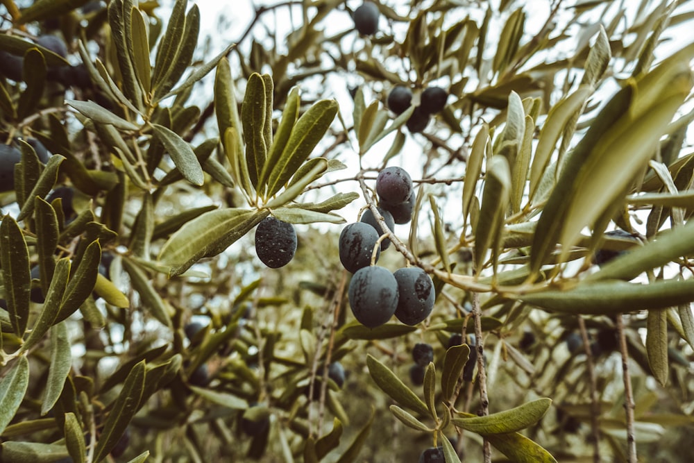 blue grapes