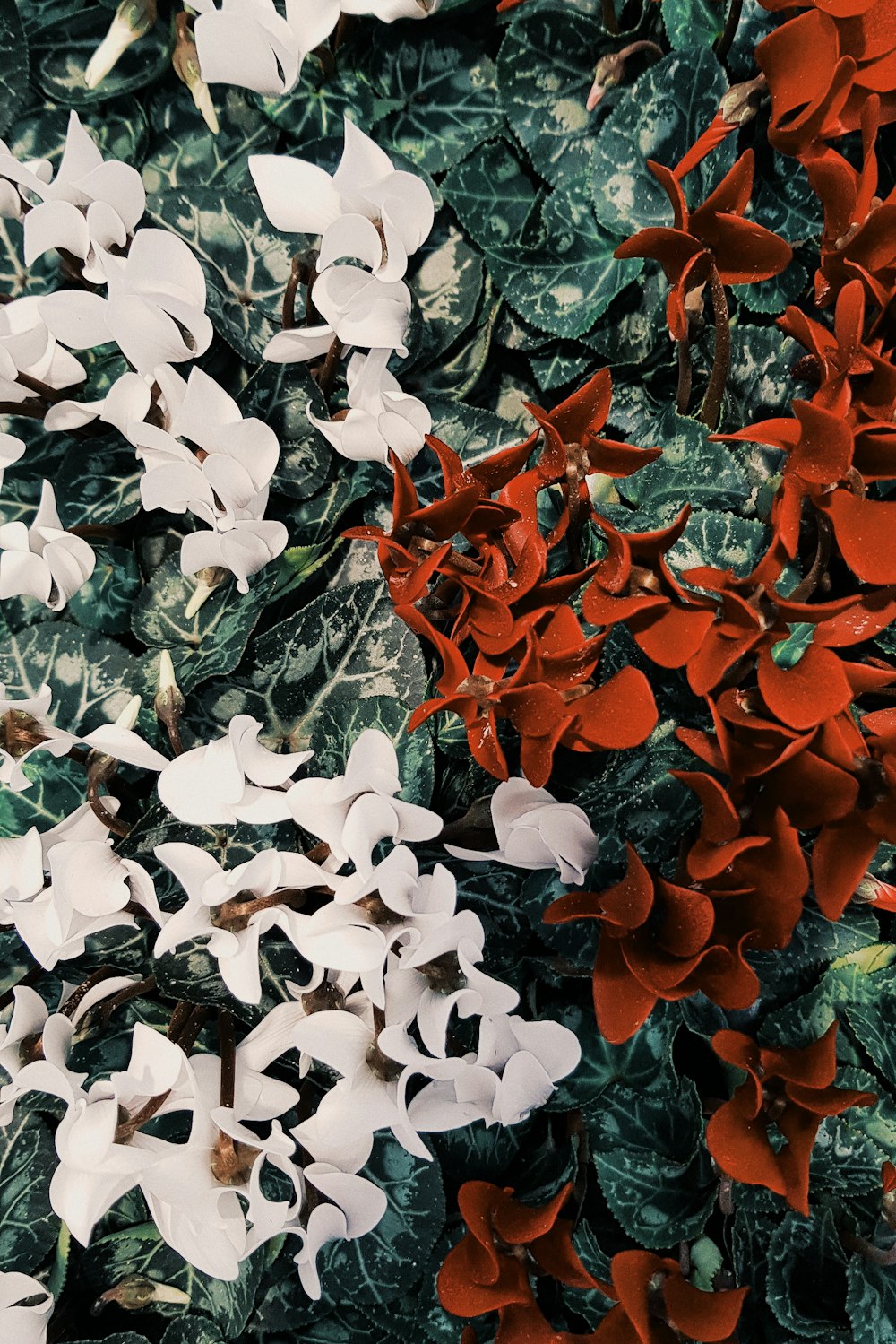 white and orange petaled flowers