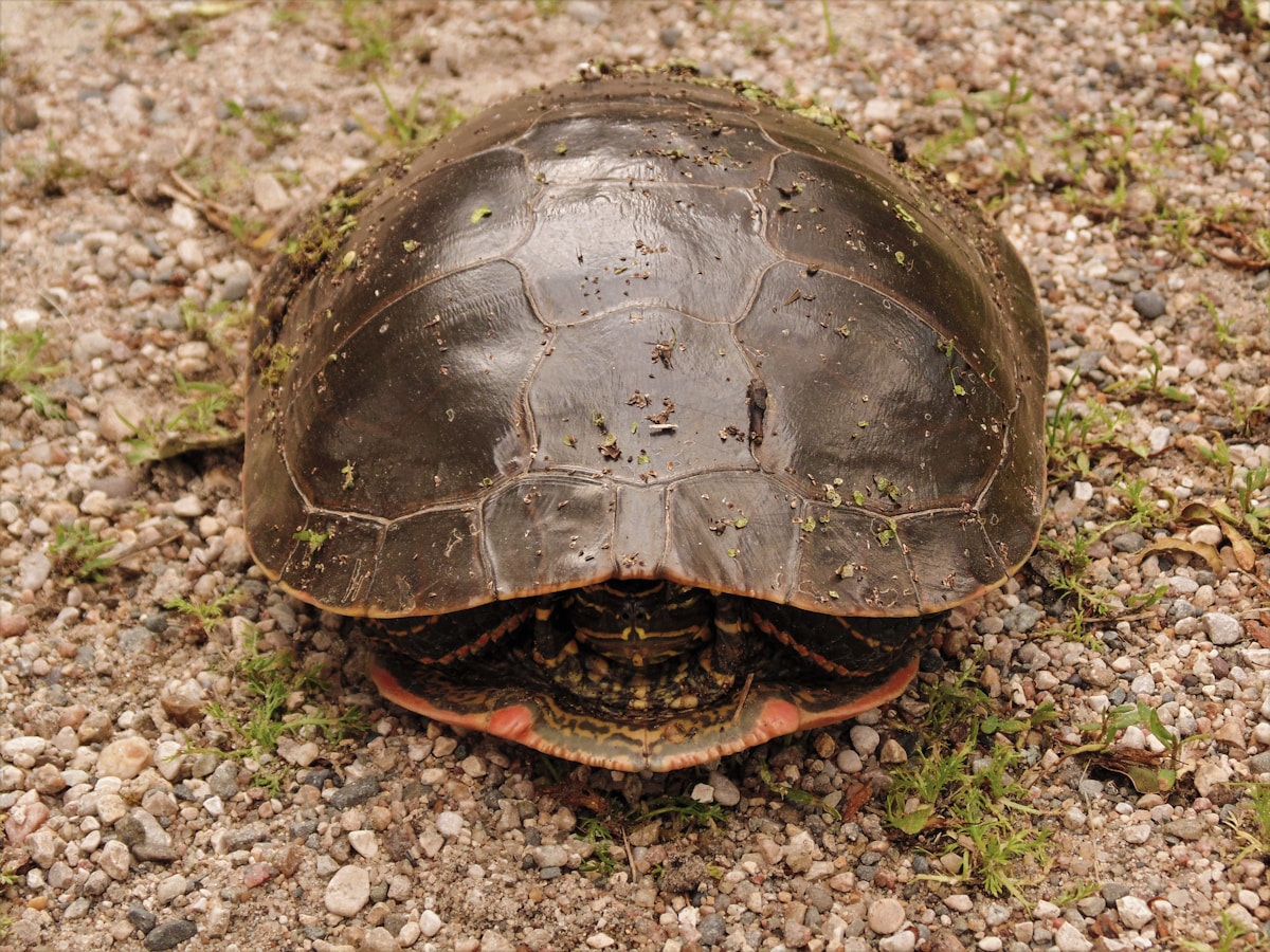 A turtle in its shell on a pebbly surface with little wisps of grass.