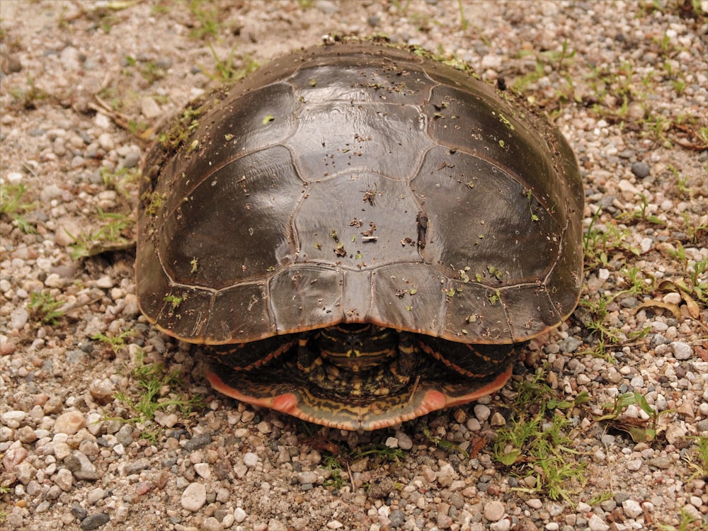 brown turtle