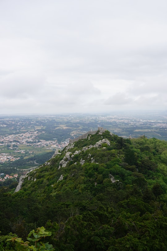 hill filled with trees in Sintra-Cascais Natural Park Portugal