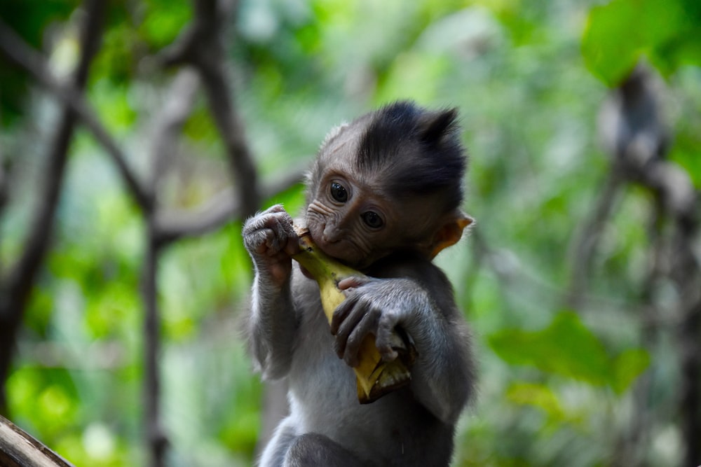baby primate eats banana peel