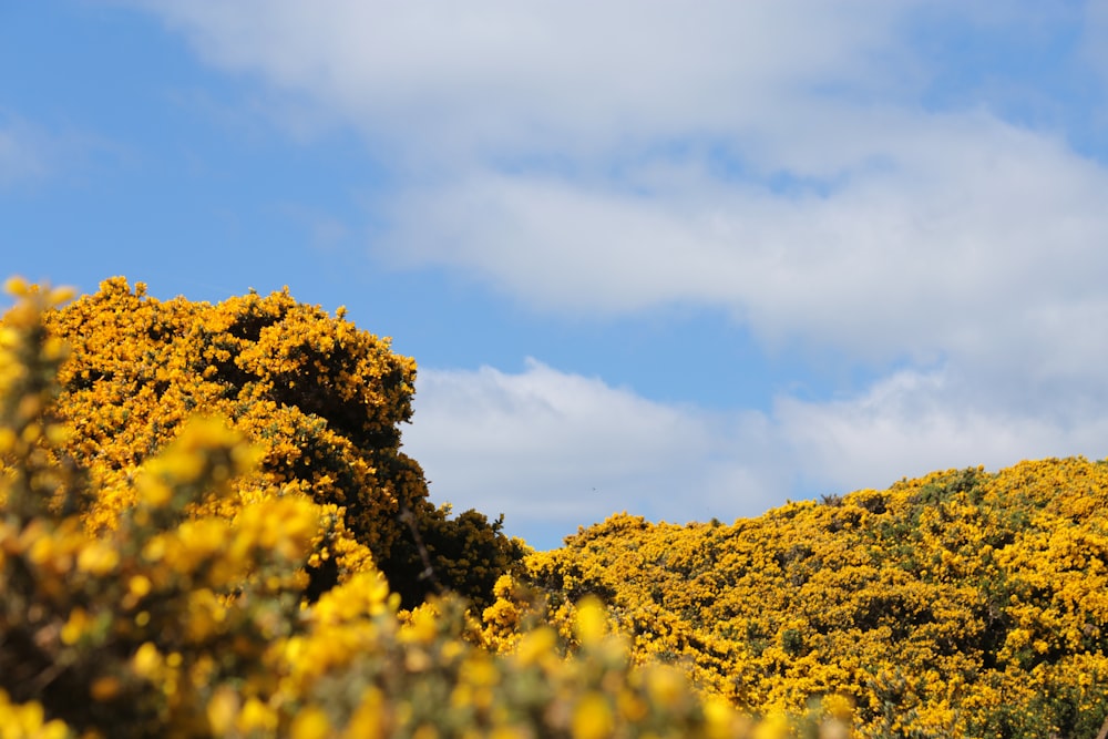 shallow focus photo of yellow flowers