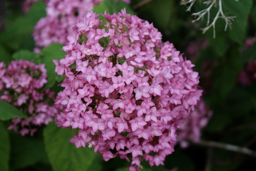 pink flowers