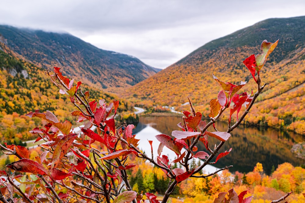 red plant near body of water and mountain