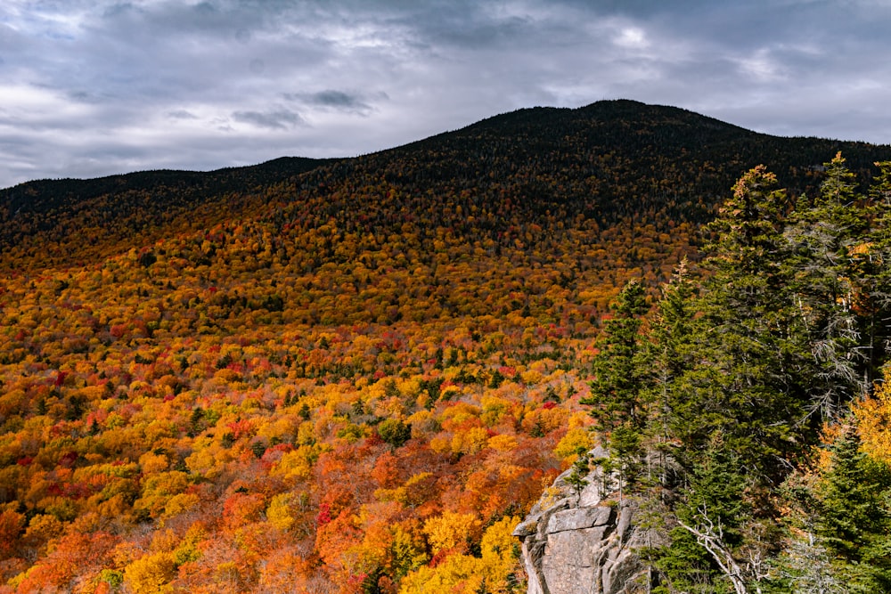 aerial photography of trees