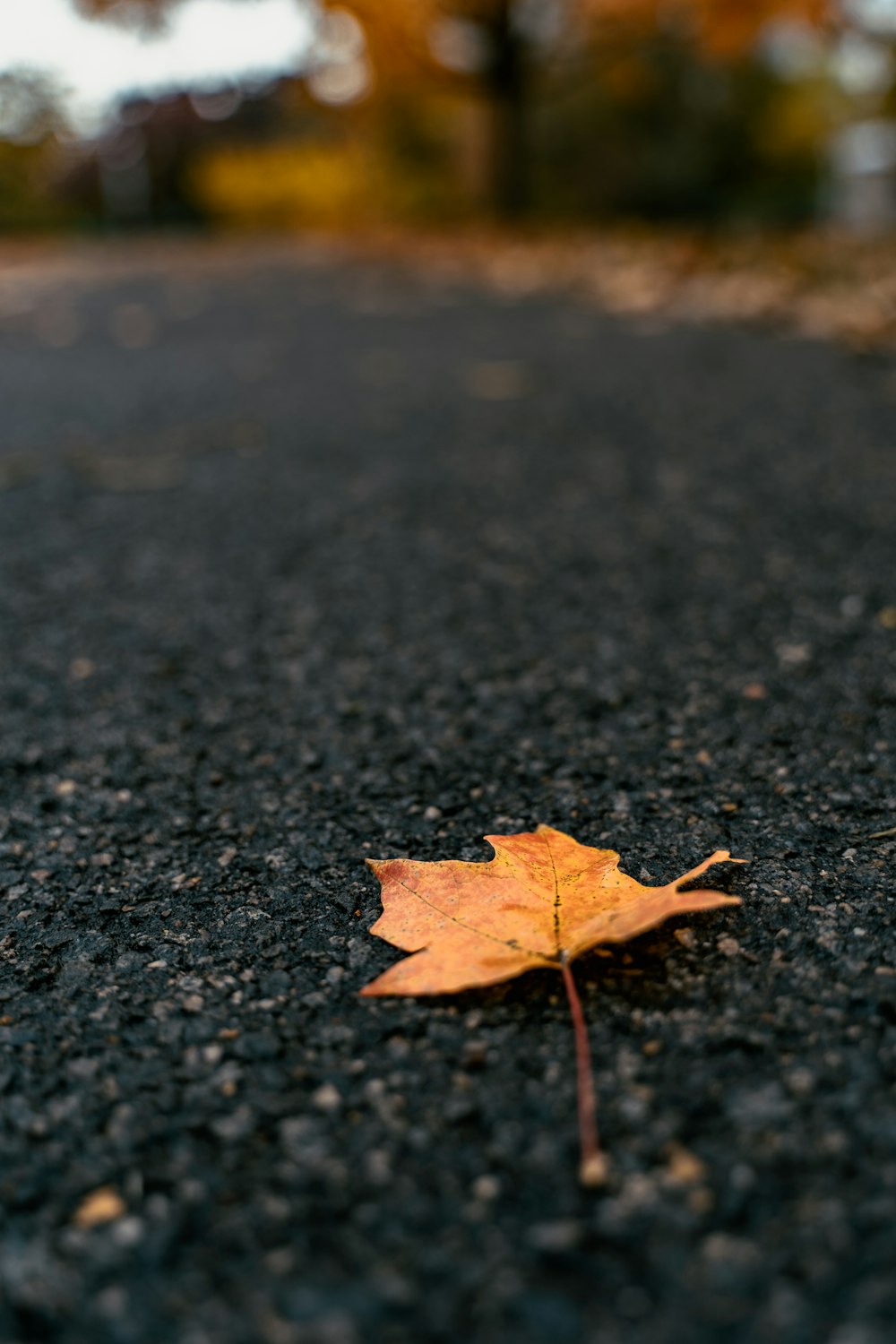 brown leaf