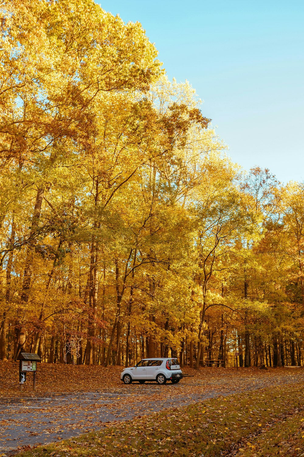 car parked under the trees