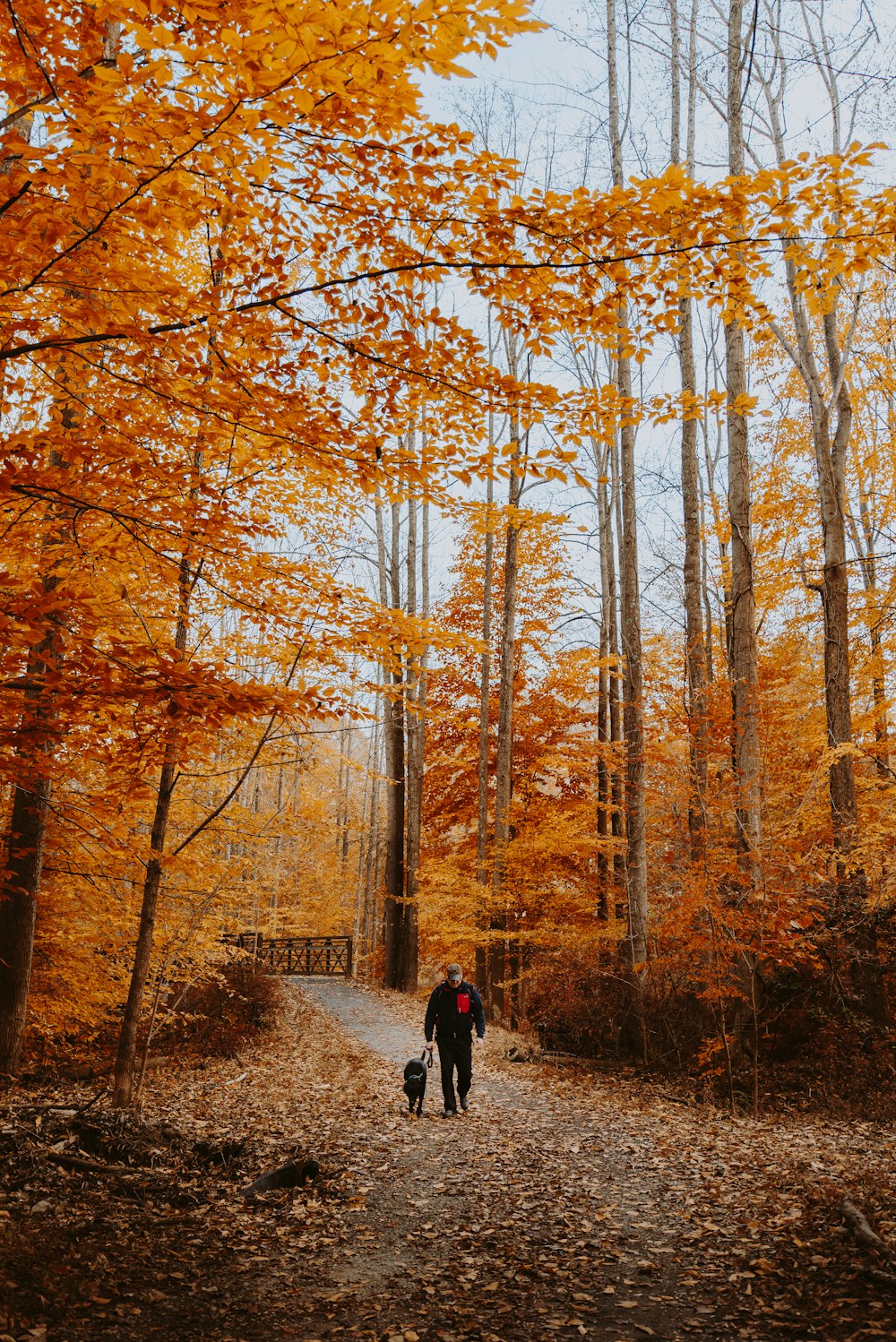 man and dog walking under trees