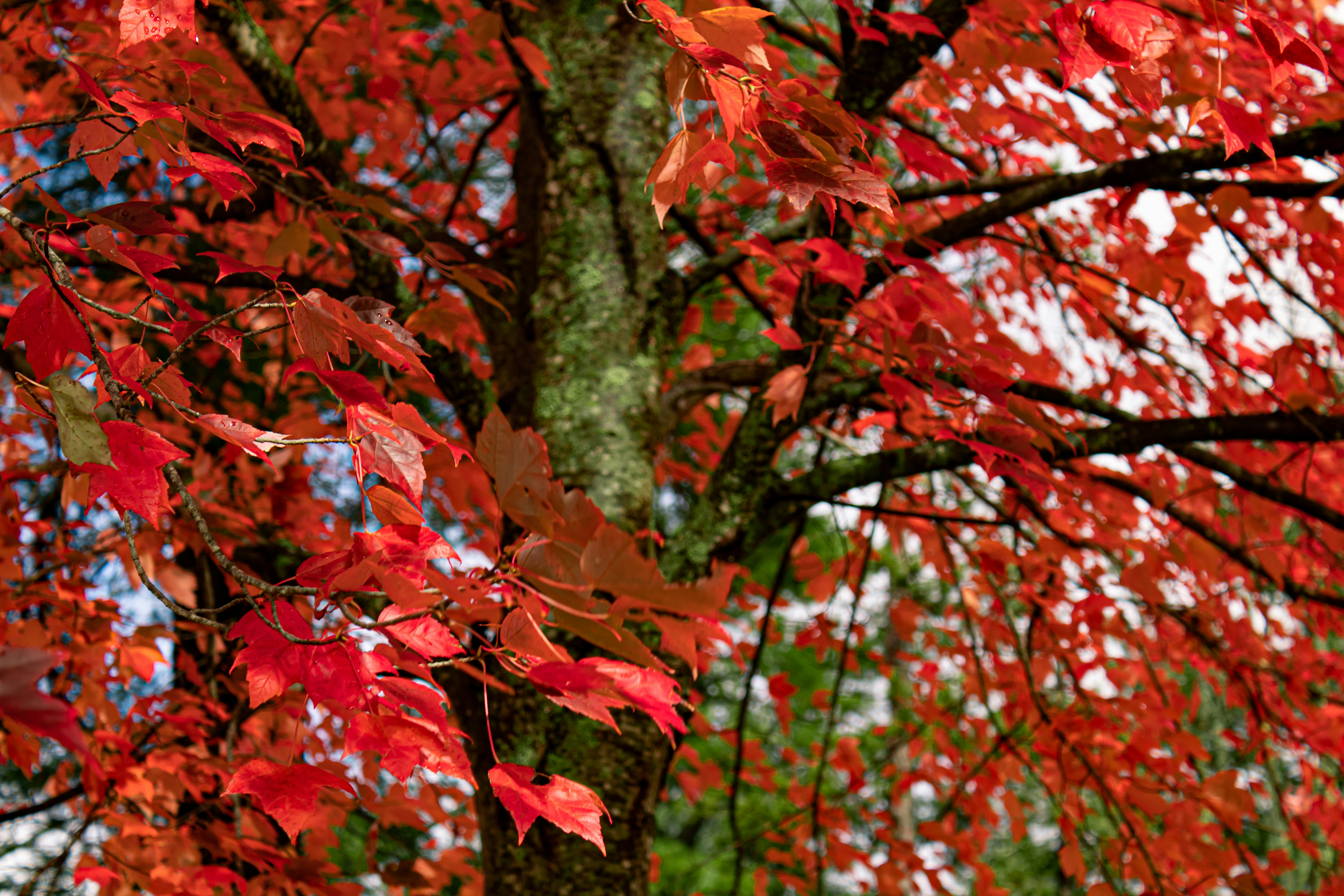 레드 트리(Red Tree) 사진 – Unsplash의 무료 식물 이미지