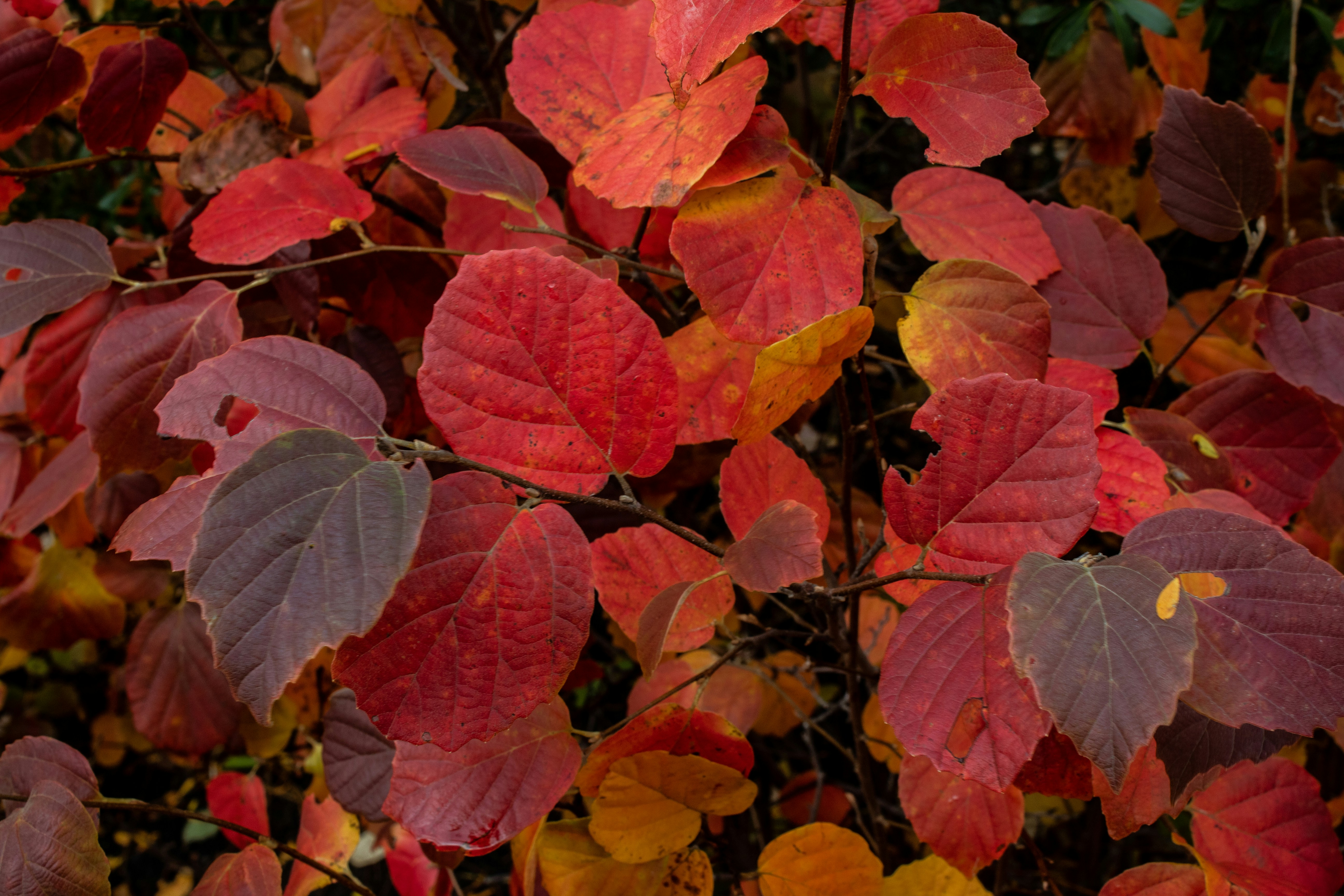 Photo by oliver_fetter