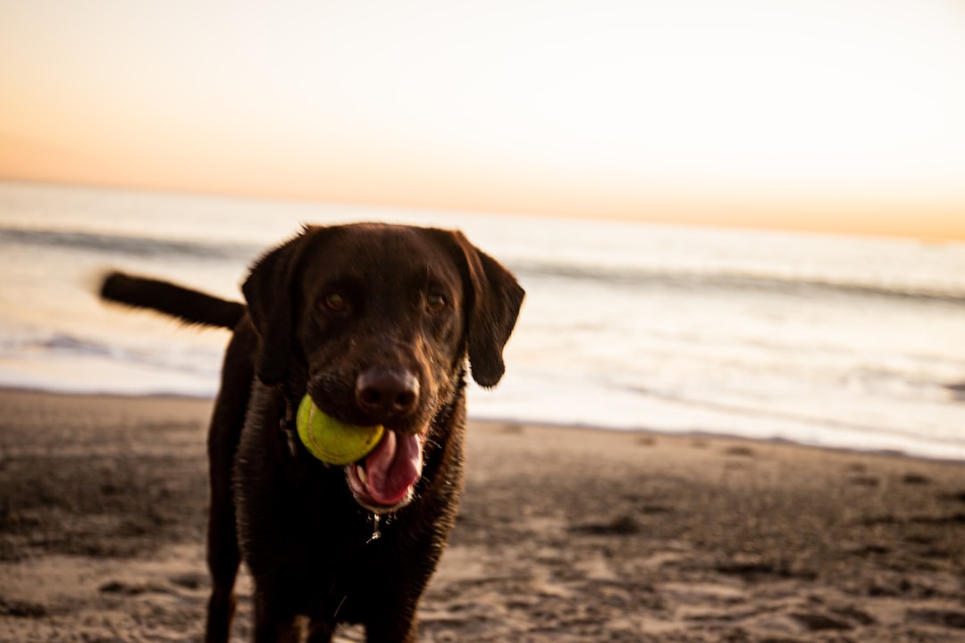 adult chocolate Labrador retriever on seashore