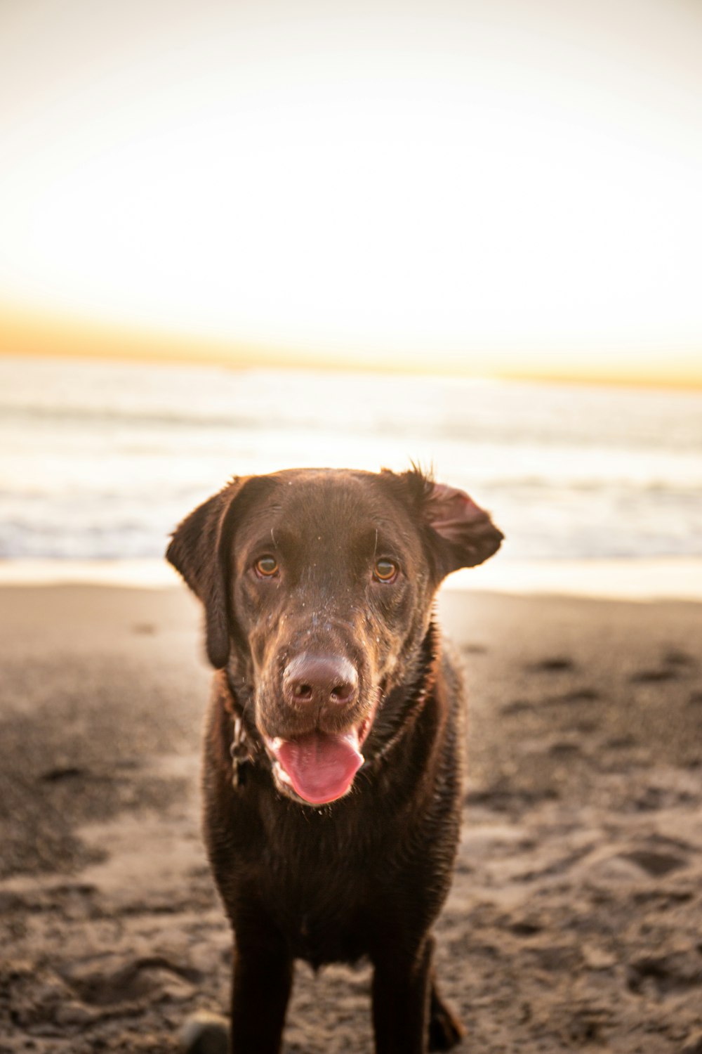 short-coated black dog