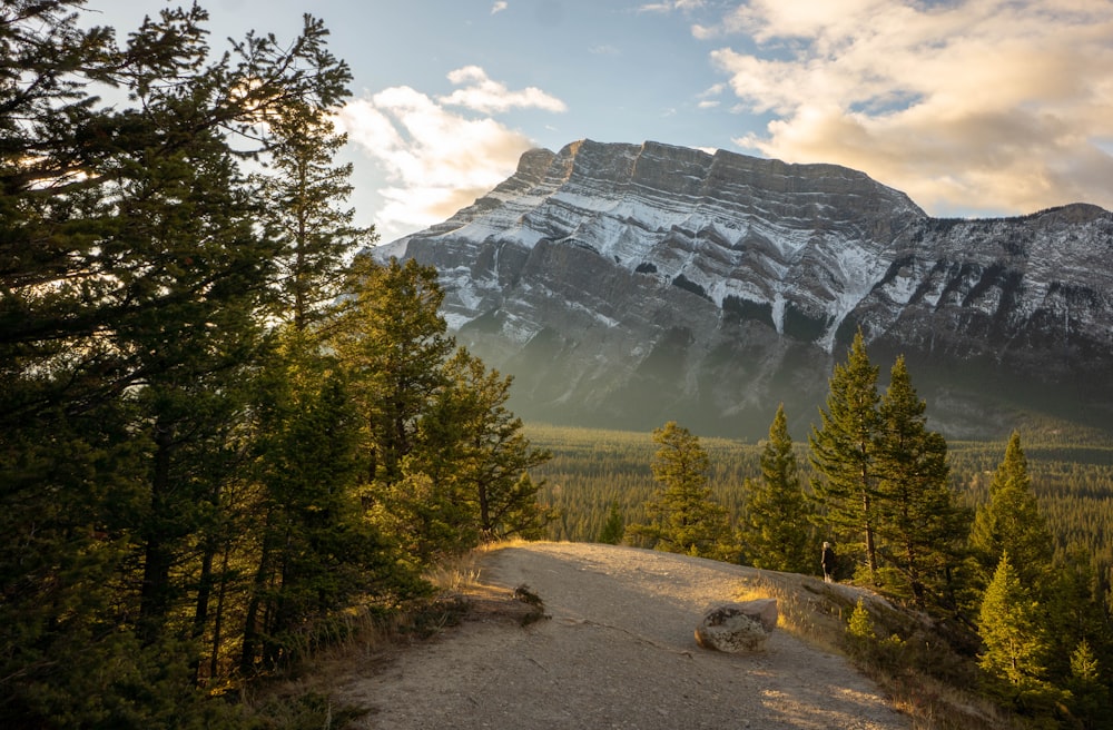 mountain with trees