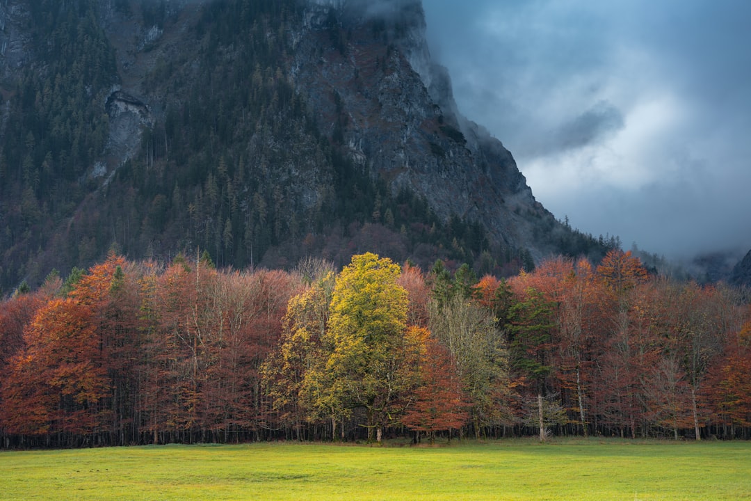 trees near mountain