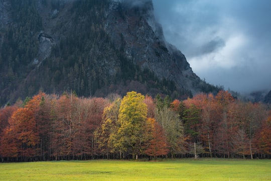 trees near mountain in St Bartholomä-Kessel Germany