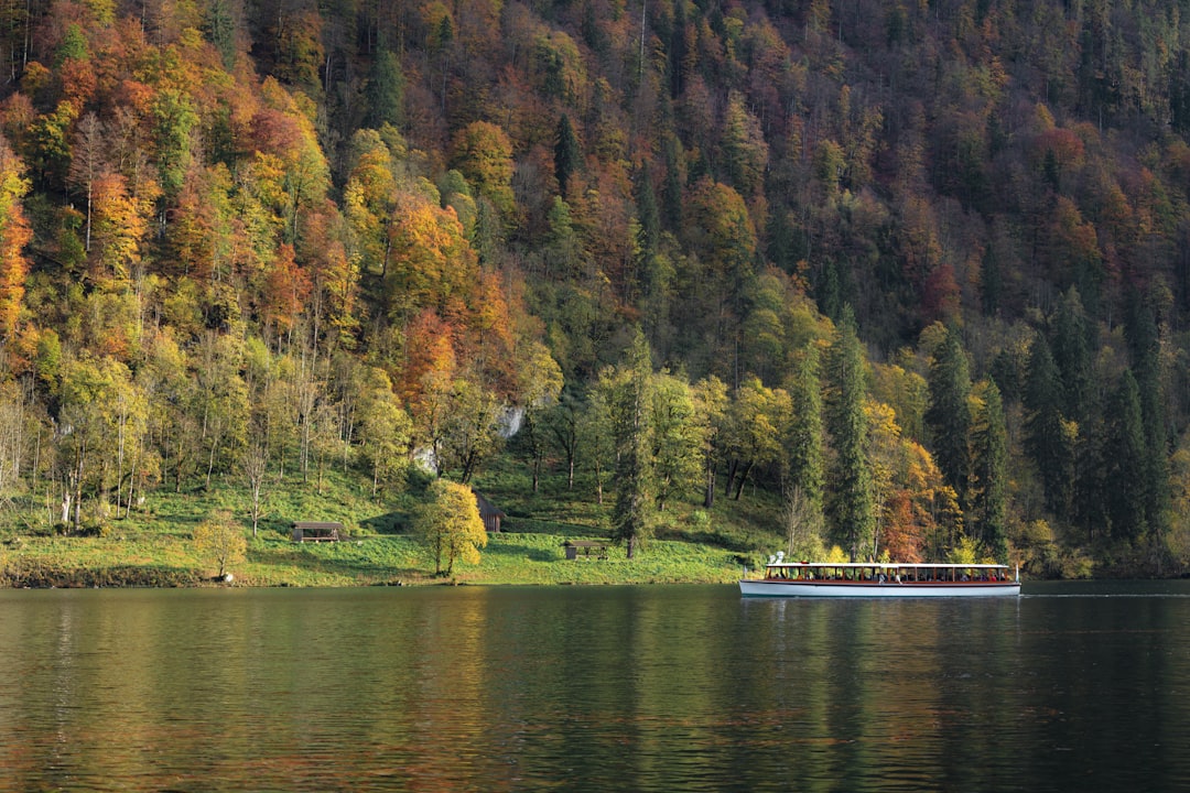 trees near body of water