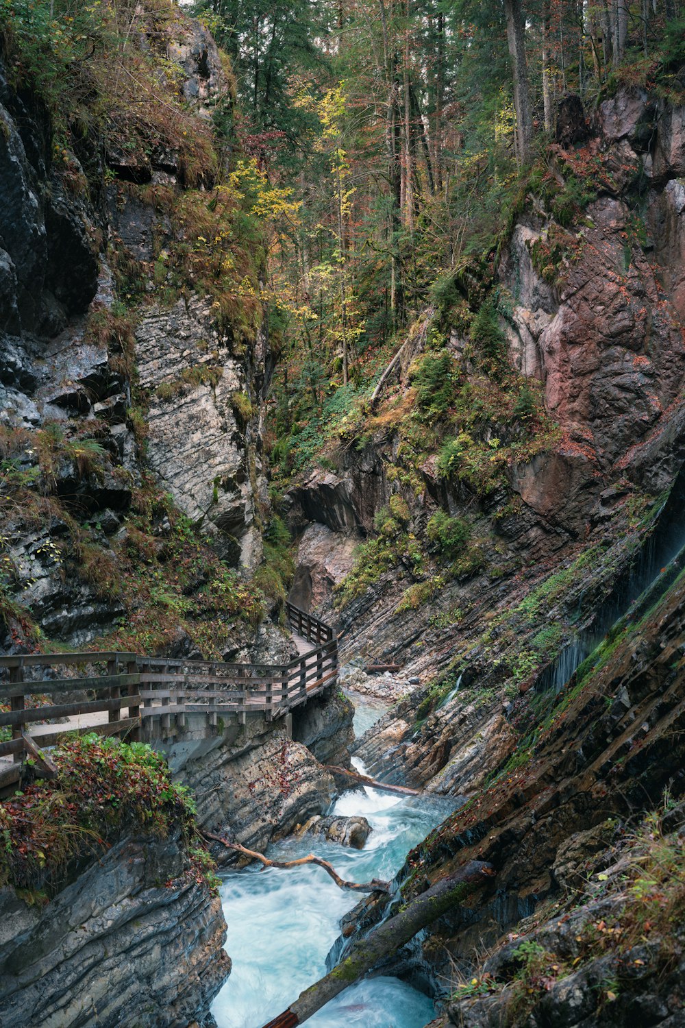 alberi verdi vicino allo specchio d'acqua