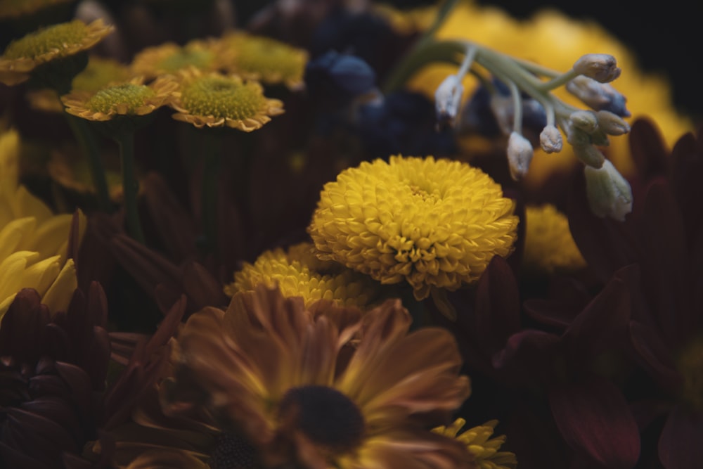 close up photography of yellow petaled flower