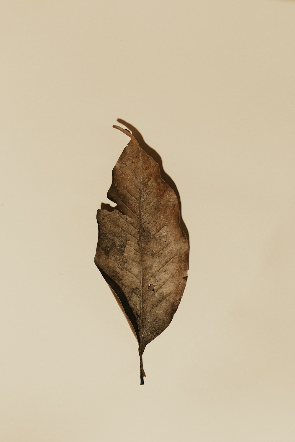 30k+ Dry Leaf Pictures | Download Free Images on Unsplash