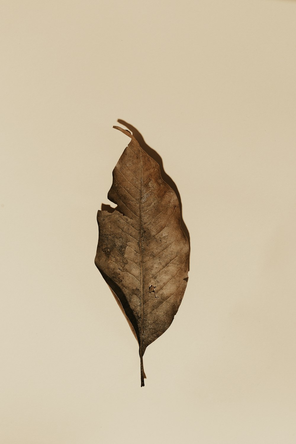 brown leaf