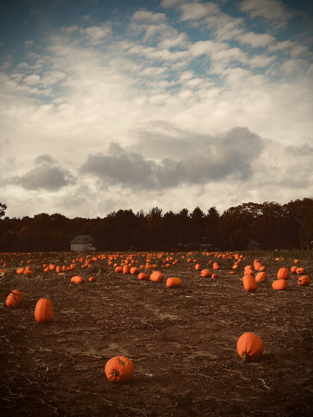 orange pumpkins