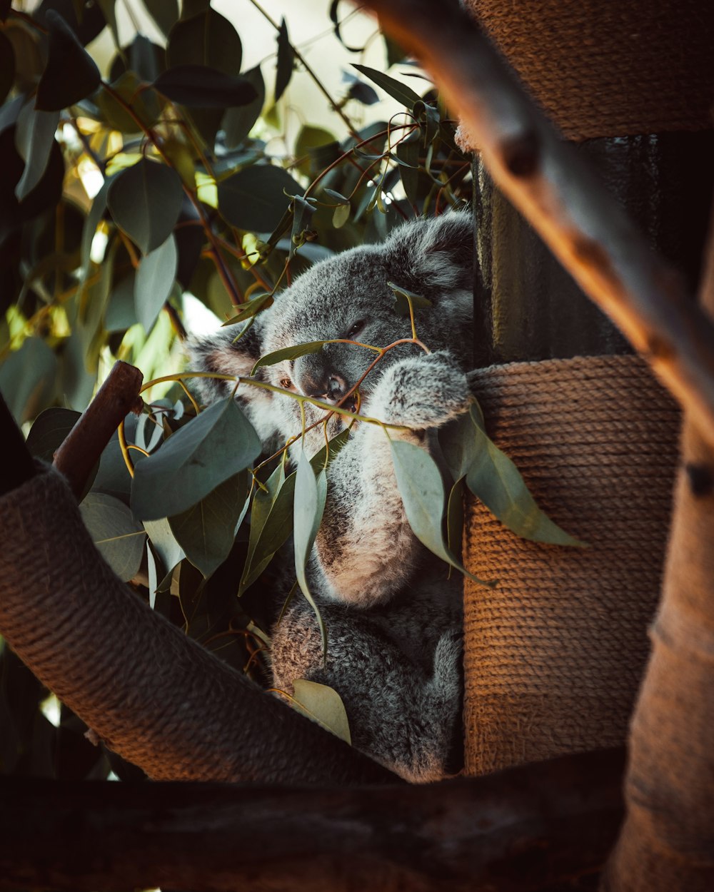 gray koala on tree