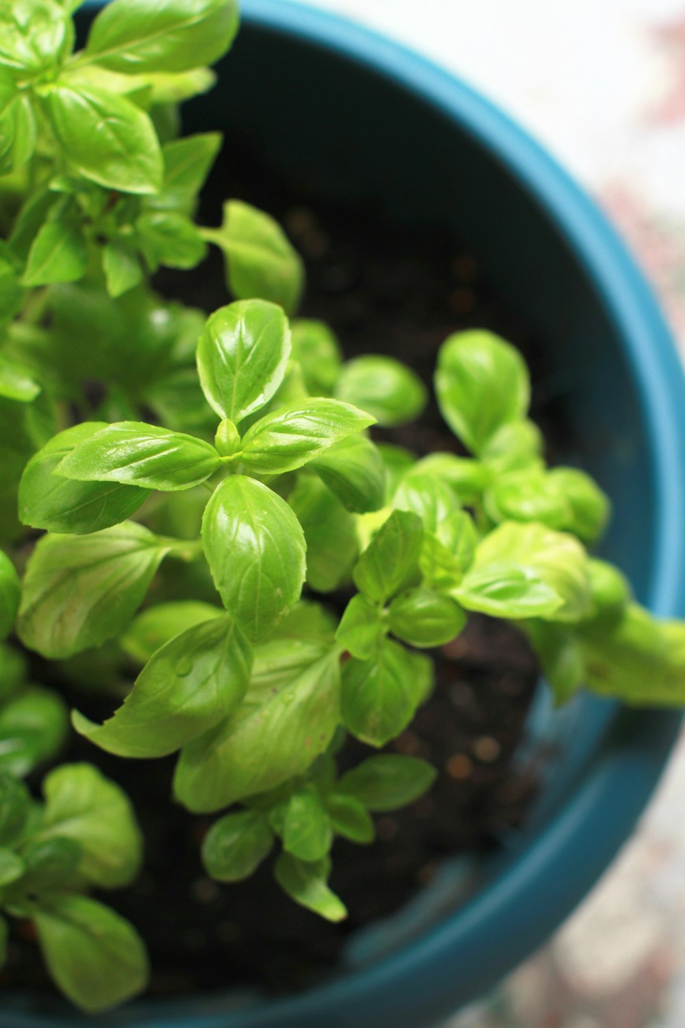 green basil