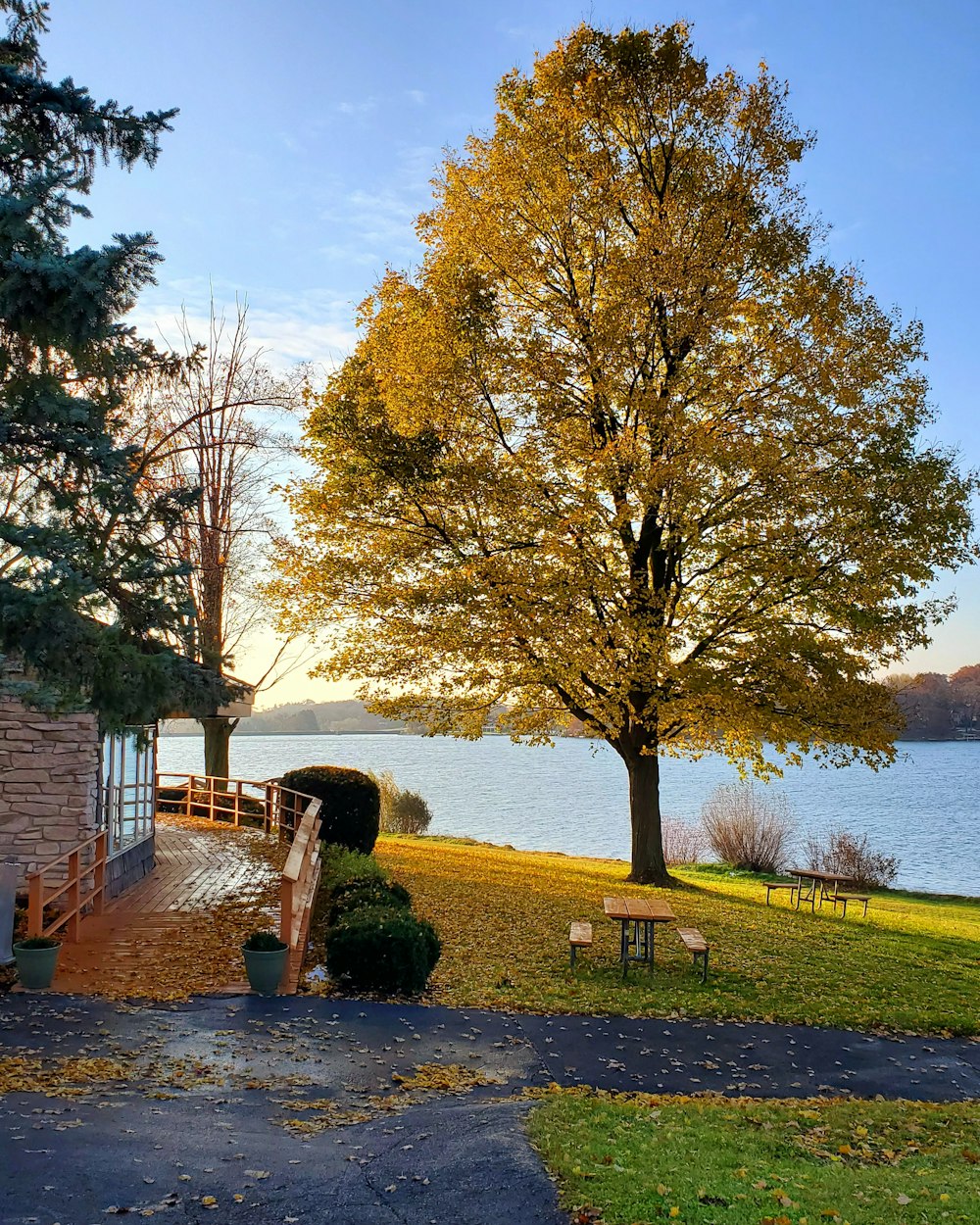 green-leafed tree outside a house